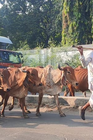 Name- Dr. mayank Yadav contact_- 9007731394 Photograph Title_ One Health_ _Reshaping the Health for All.___Description_ This ...p of a bustling city. It serves as a poignant reminder of the interconne